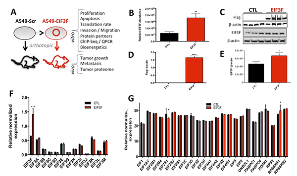 oncogene-image-publication